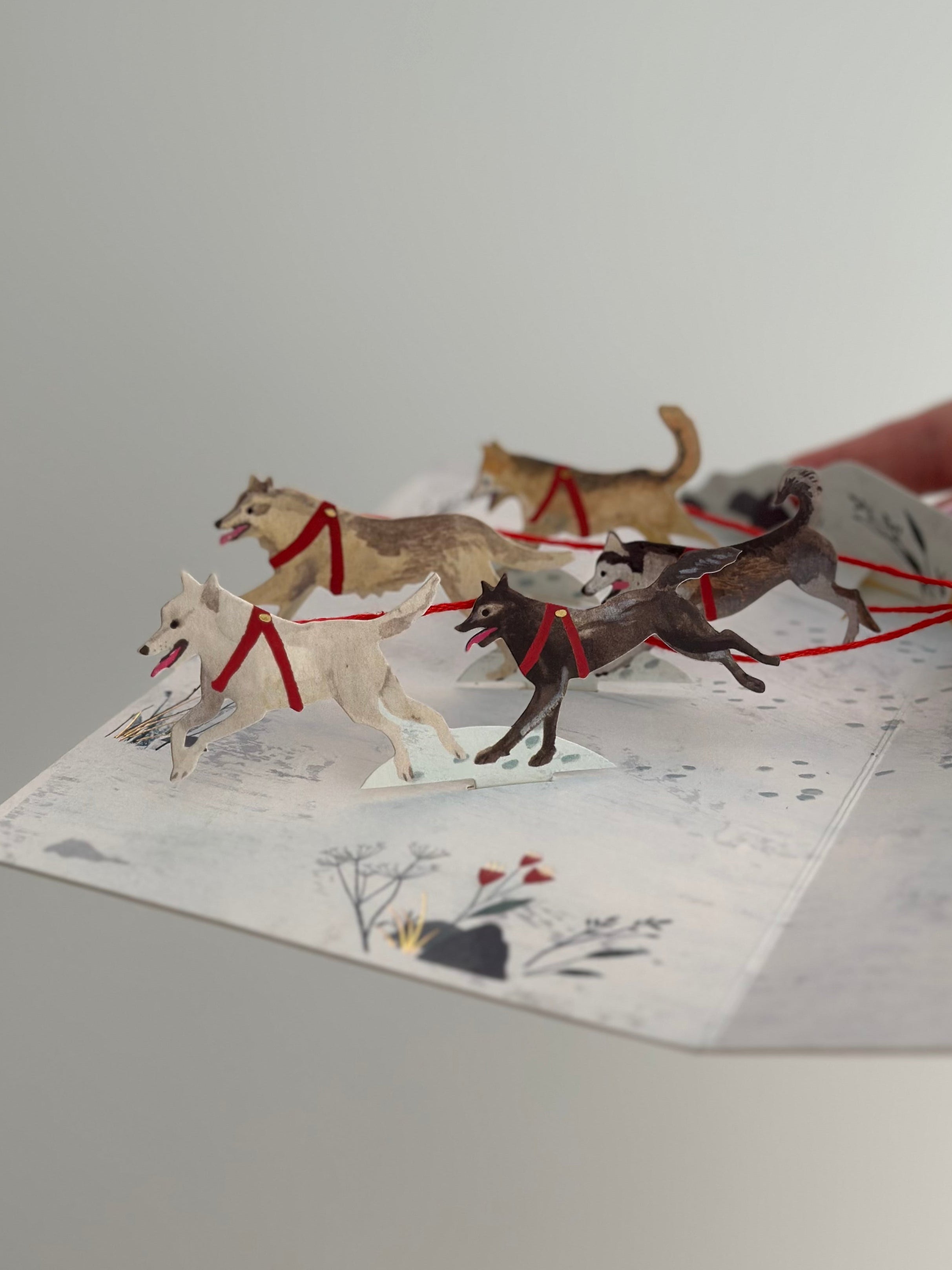 Sled dogs running in the snow, red harnesses pulling a sleigh on a pop-up card.